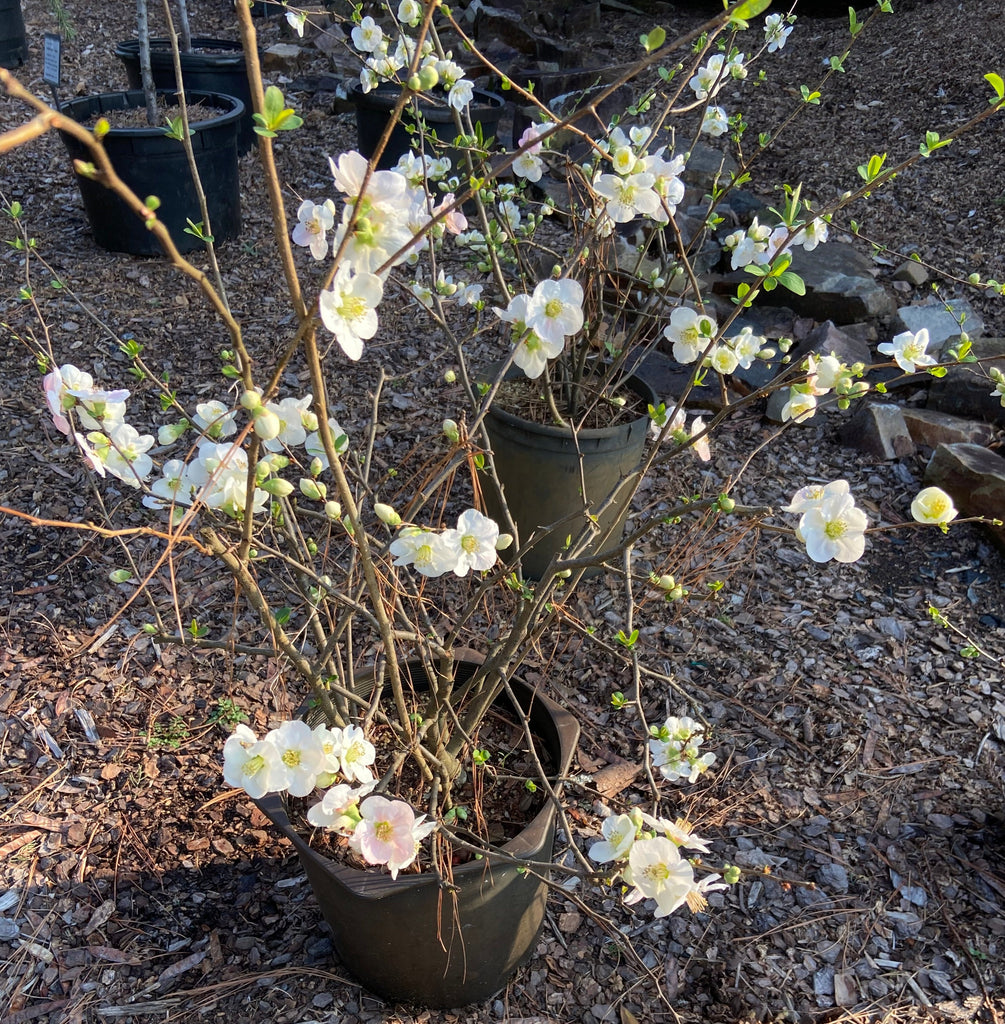 Toyo-Nishiki Quince – Toms Creek Farm & Nursery