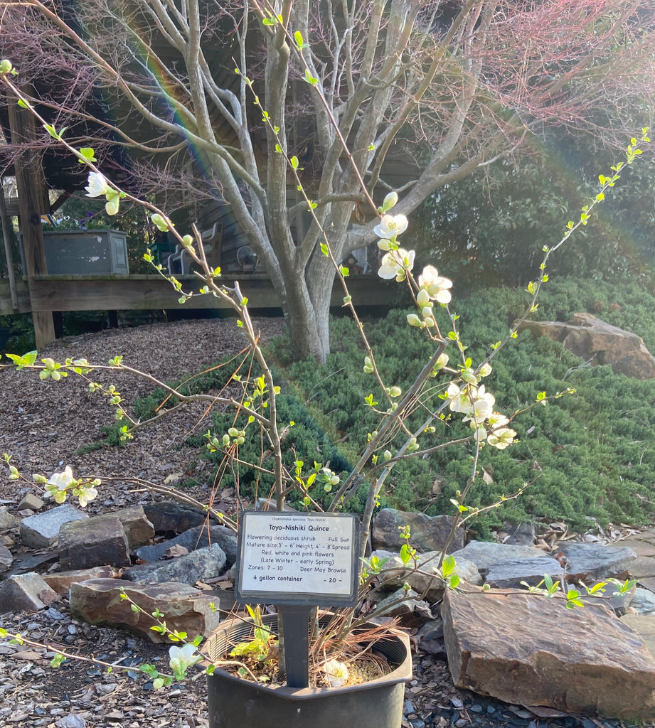 Toyo-Nishiki Quince – Toms Creek Farm & Nursery