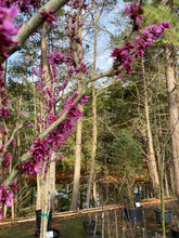 Chinese Redbud