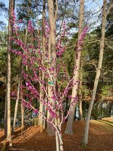 Chinese Redbud