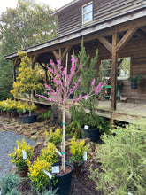 Chinese Redbud