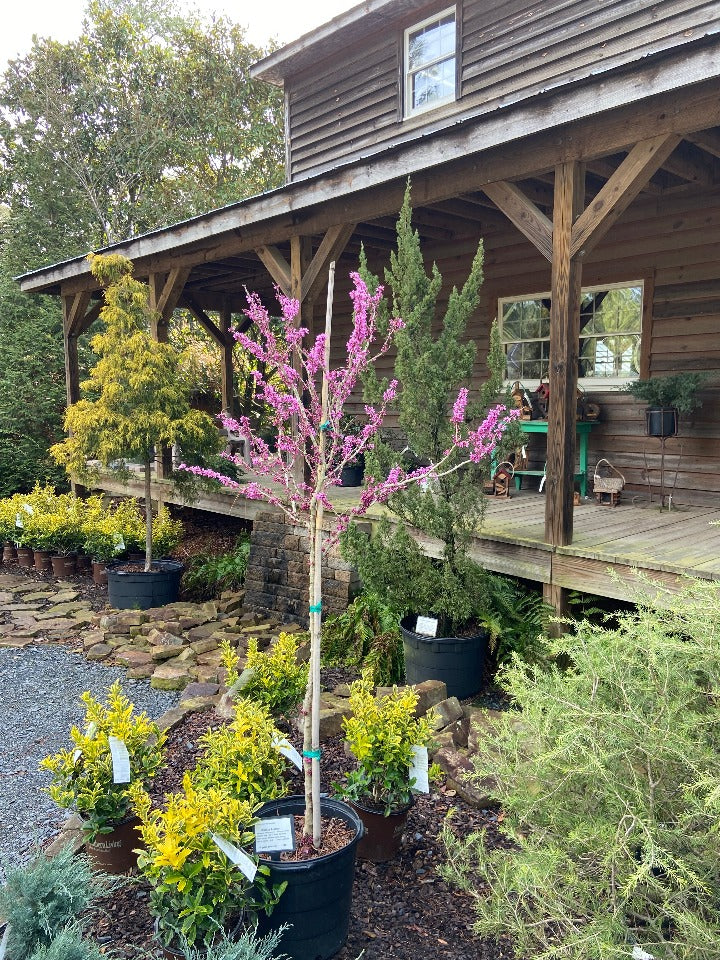 Chinese Redbud