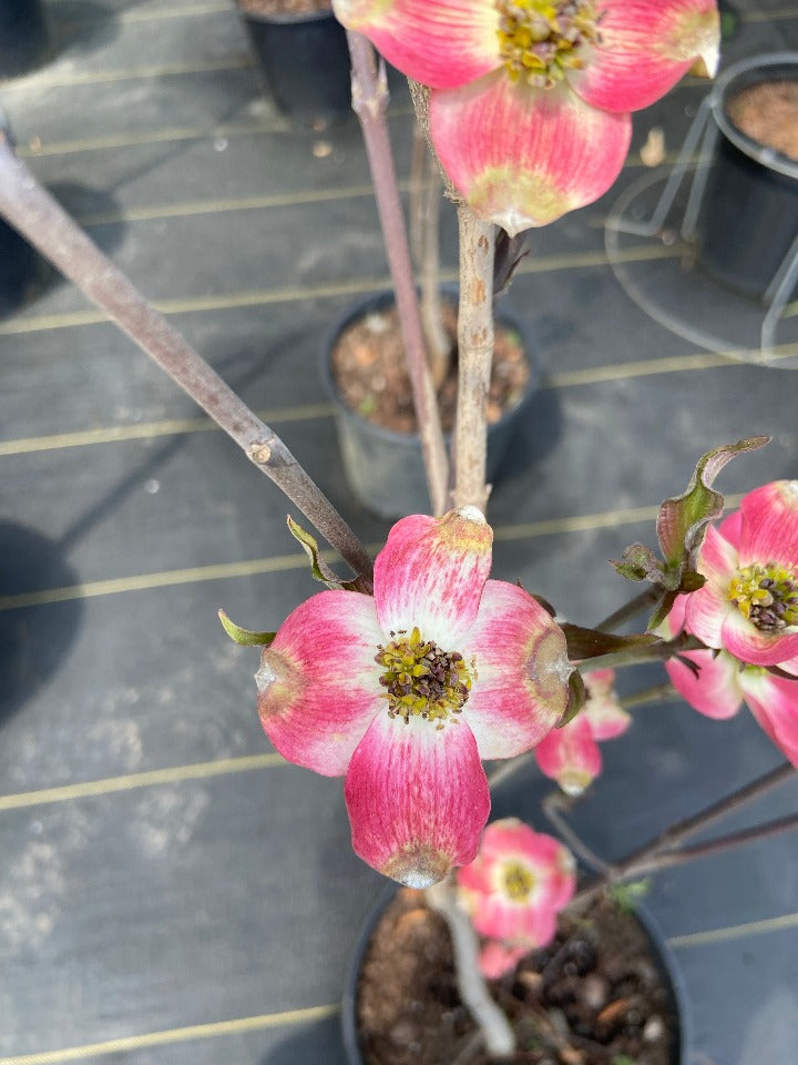Cherokee Brave Flowering Dogwood