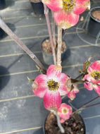 Cherokee Brave Flowering Dogwood