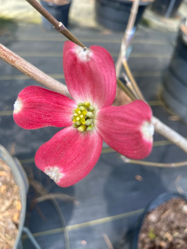 Cherokee Chief Red Dogwood