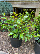 Serendipity Banana Shrub