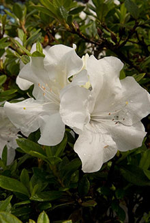 Autumn Ivory Encore Azalea