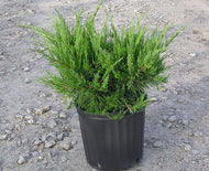 Sea Green Juniper