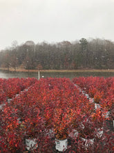 Little Henry Sweetspire (dwarf)