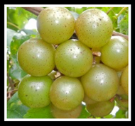 Magnolia Muscadine (self- fertile)