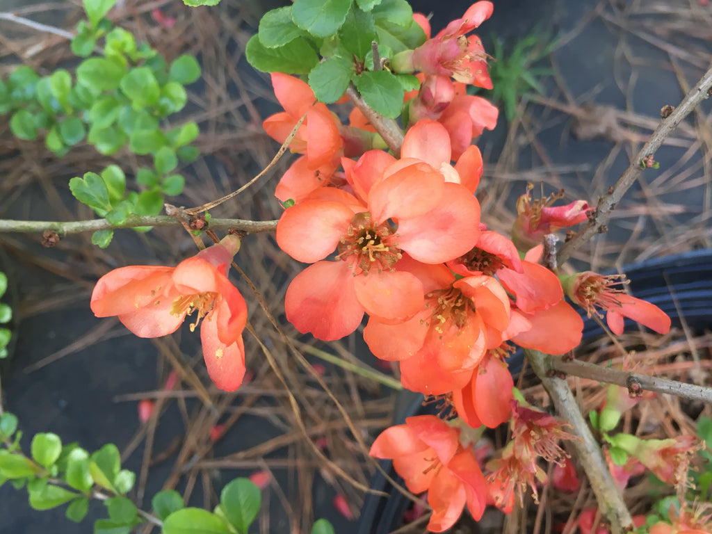 Orange Delight Japanese Flowering Quince – Toms Creek Farm & Nursery