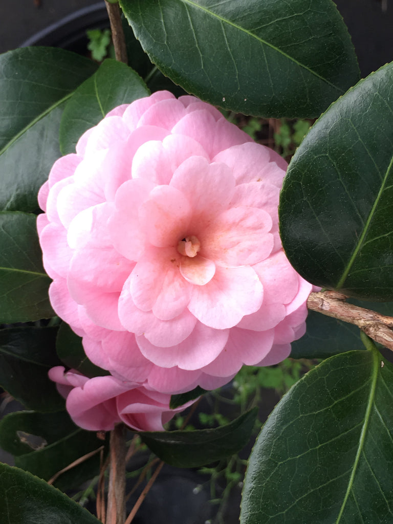 Pink_Perfection_Camellia_1024x