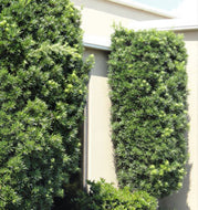 Maki Podocarpus