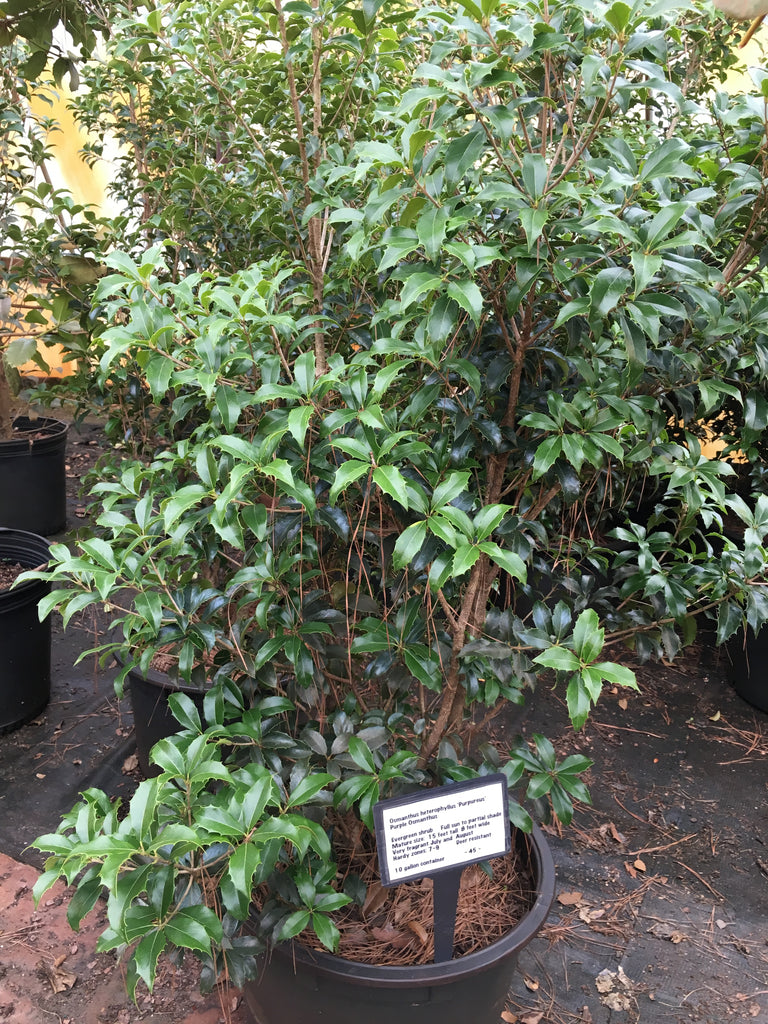 Purple Osmanthus – Toms Creek Farm & Nursery