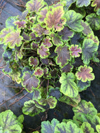 Solar Eclipse Heucherella