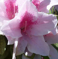 Sport Evergreen Azalea