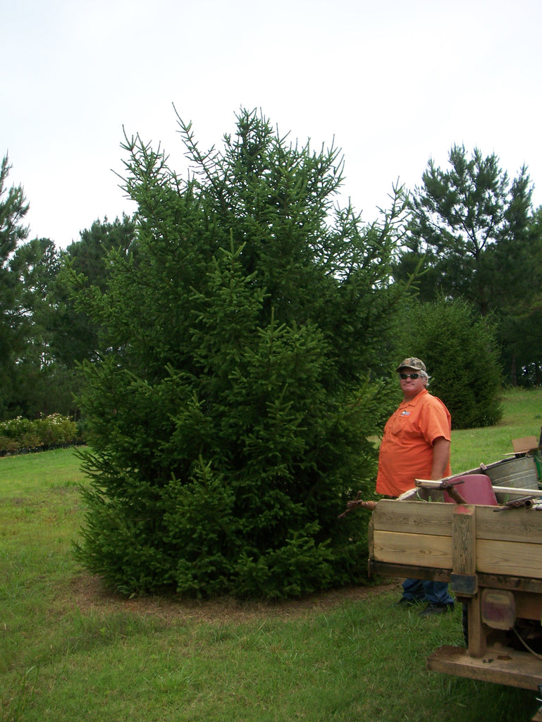 Norway Spruce Toms Creek Farm & Nursery