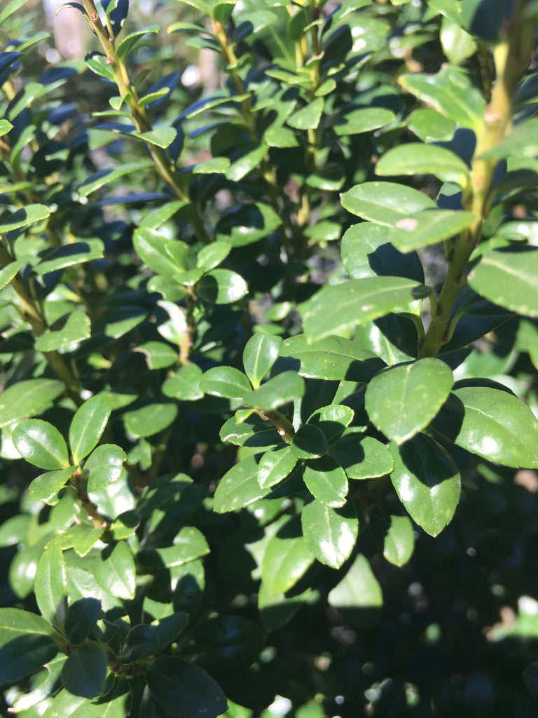 holly様 B2.5 Steeds Upright Japanese Holly (Ilex) Shrub – Plants