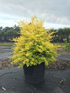 Sunshine Ligustrum