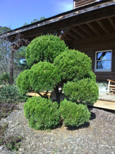 Hollywood Juniper