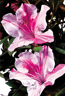 Autumn Twist Encore Azalea