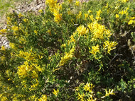 Variegated Japanese Garden Juniper