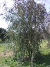 Weeping Yaupon Holly