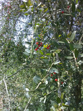 Weeping Yaupon Holly