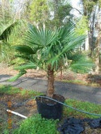 Windmill Palm