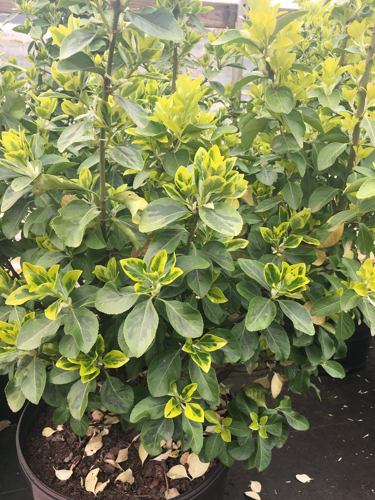 Golden Prince Euonymus – Toms Creek Farm & Nursery