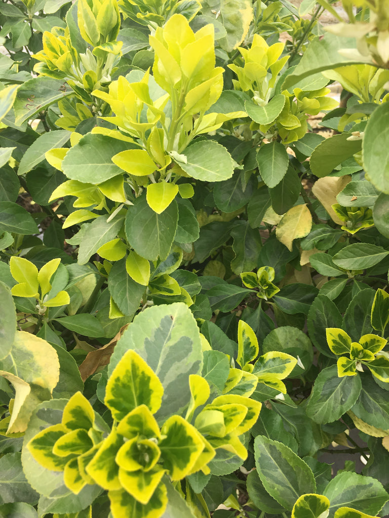 Wintercreeper._1024x1024.JPG?v