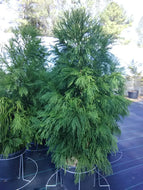Yoshino Cryptomeria