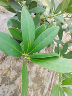 Small Anise Tree