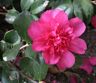 Bonanza Camellia