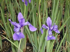 Caesar's Brother Siberian Iris