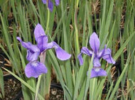 Caesar's Brother Siberian Iris