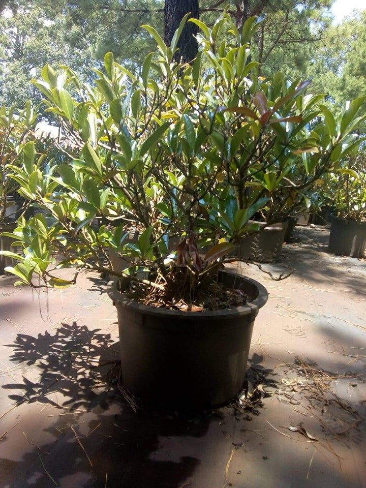 Chindo Viburnum