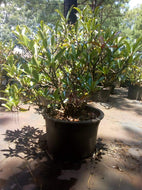 Chindo Viburnum