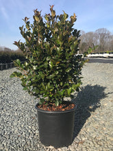 Cleopatra Camellia