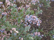 Climax Blueberry (rabbit eye)