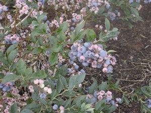 Climax Blueberry (rabbit eye)