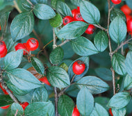 Willowleaf Cotoneaster