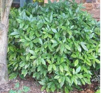 Dwarf Variegated Aucuba