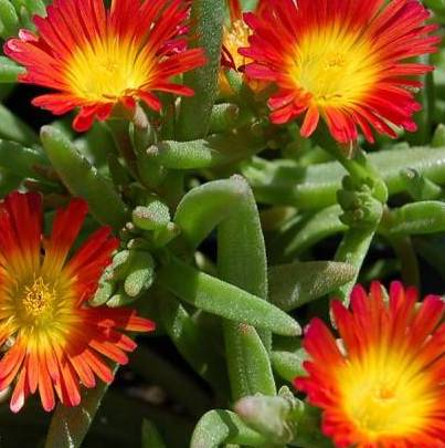 Fire Wonder Ice Plant
