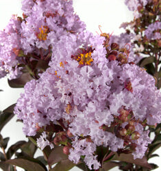 Delta Breeze Crape Myrtle