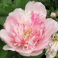 Do Tell Peony