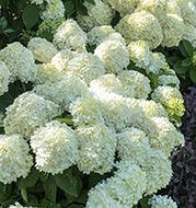 White Wedding Hydrangea