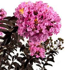 Delta Eclipse Crape Myrtle