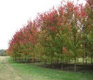 Autumn Blaze Maple