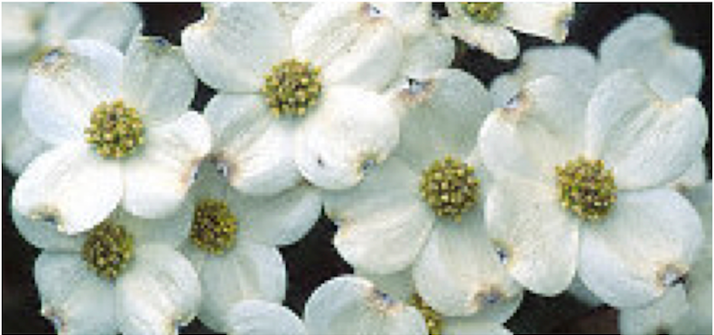 Cloud Nine Dogwood